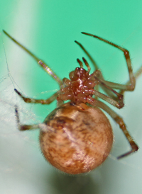 Common House Spider